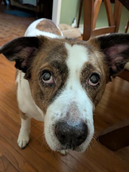 A white and brown dog's face close up doing his best to look cute for a bite