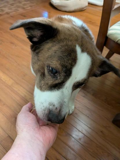 A white and brown dog at the dining table eating food scrap from his soft touch dad's hand