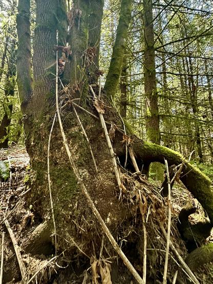 A very large bulbous tree root mass, partly exposed on a dirt hillside. It has several trunks growing from the central mass. Moss decorates much of the surface.