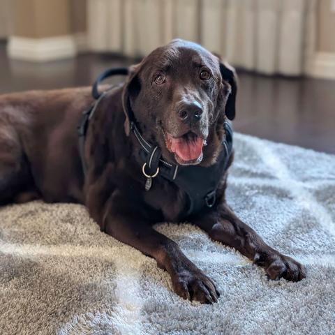 A chocolate lab is lying down on a rug with his mouth open.