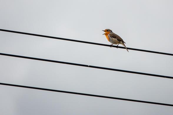 A robin is perched on one of three raised wires, its beak wide open in song.