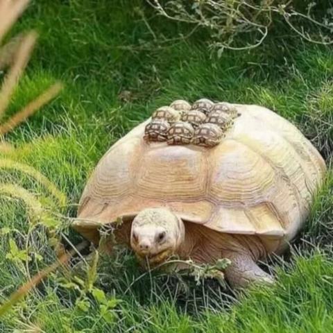 Turtle with its babies