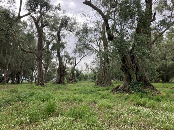 Beautiful super old olive trees on the hills near Palmi.