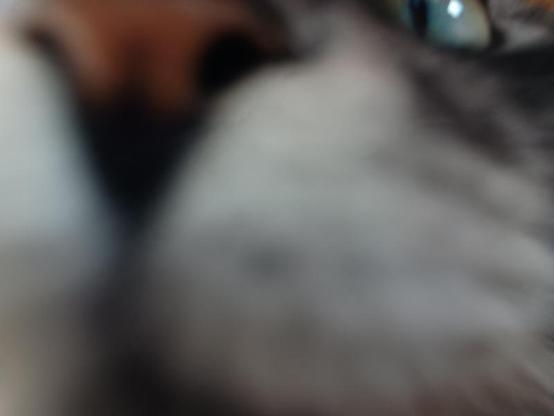 meet frieda on skype