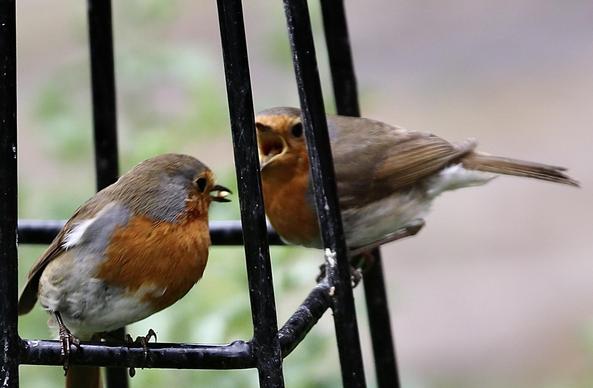 A Robin feeding her big baby. The baby looks bigger than the Mother and is very demanding.
