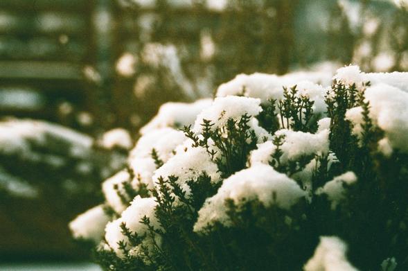 The image shows a close-up of snow-covered plants. The snow is resting on the leaves and branches, giving a wintry appearance. The background is blurred, drawing attention to the snow-laden plants in the foreground.