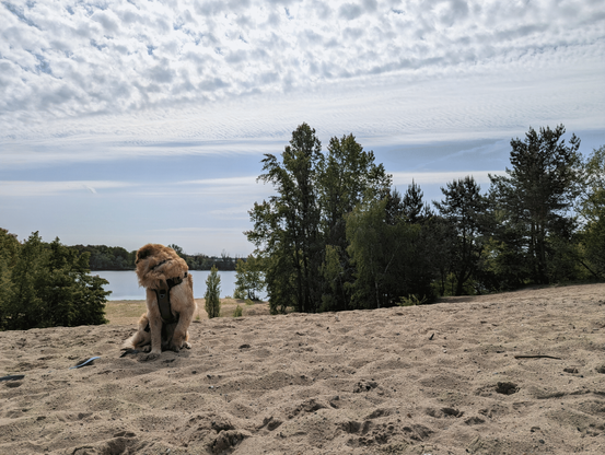 Golden retriever sits nicely on a sand dune near a lake, which is visible and attractive for the dog. He is turned away from the camera and looks at the water and the beach.