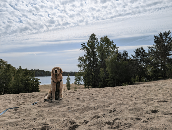 Golden retriever sits nicely on a sand dune near a lake, which is visible and attractive for the dog. Dogs stays focused towards to camera.