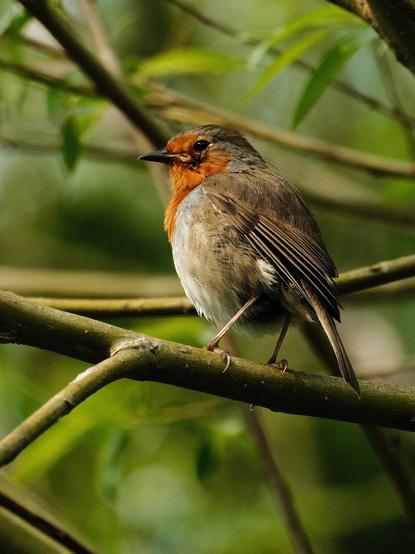 Close up of a Robin looking back at the camera, sitting on a young branch.