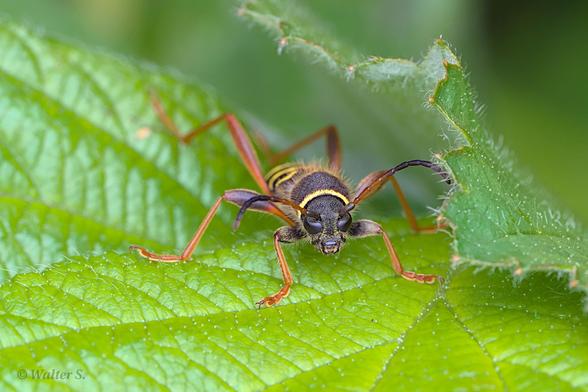 Frontal view of a beetle on a green leaf