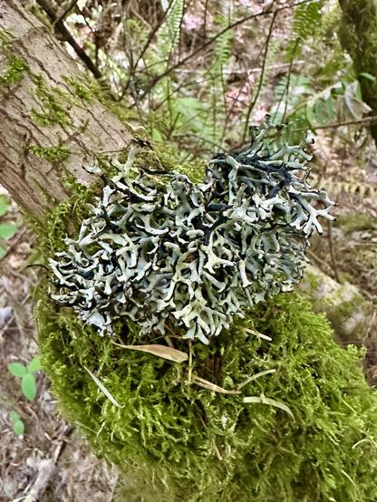 A dramatic looking clump of lichen, in sharply contrasting light and dark shades and jagged frilled textures, sits atop a thick patch of soft moss on a branch.
