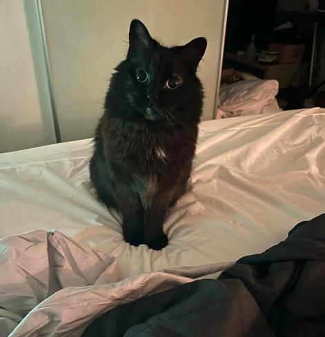 a photo of their black and brown fluffy cat with big green eyes sitting prettily on a bed gazing at the owner behind the camera