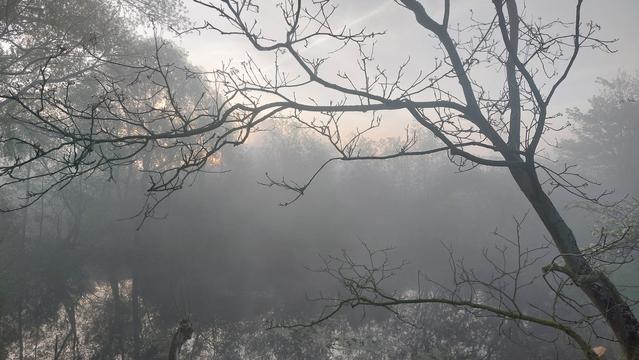 Morgennebel, ein Teich mit Bäumen in der unteren Hälte indem sich der Himmel spiegelt. Im Vordergrund Äste eines Walnussbaums