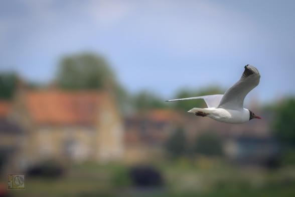 a gull in flight with some houses and trees from a local village in the background