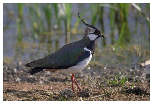 a mid sized wading bird with white under feathers and dark upper feathers