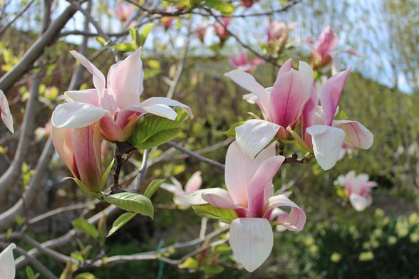 Blooms on a tree with pink on the outside of the petals and white on the inside on branches of a tree with other blossoms of the same tree blurred in the background in front of a building under a blue sky.