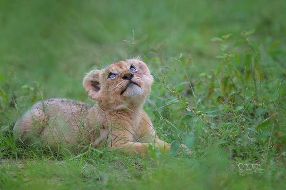 lion cub on field of wild green grass