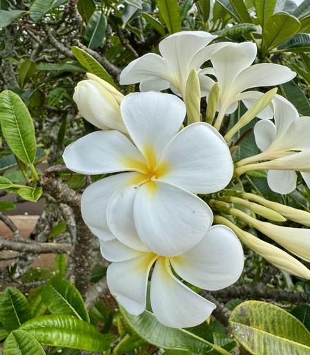 White plumeria flowers cluster surrounded by large, long green leaves.
