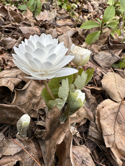 A pure white blossom hides a deadly serious secret.  A colour photograph of a white flower. The photo was taken low to the ground and shows the stem and side of the central open bloom. Other closed and partially open flowers are nearby.  Brown, dead leaves make up most of the background. Bloodroot (Sanguinaria canadensis) will release red sap from all parts of the plant when cut, but especially the root. Photo taken May, 2025