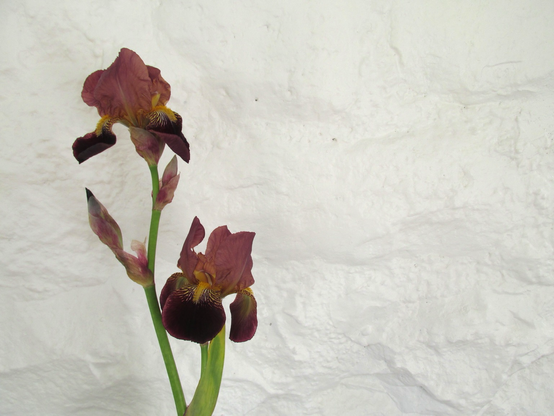 The stem of a single iris, in shades of maroon-purple, with two open flowers and a bud. It’s against a white-painted stone wall.