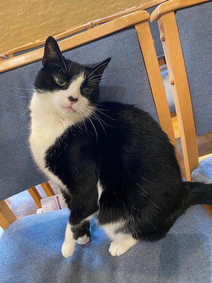 Black and white cat sitting dramatically on a chair