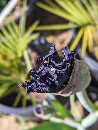 A black iris just about to bloom, wadded up petals poke out of a dull green husk. They are a purple so dark it almost looks black, and glittery and lustrous like satin. A really small crab spider is nestled in the center.