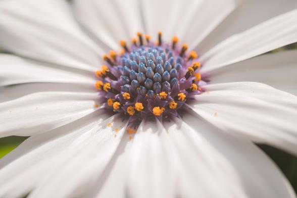 Das Bild zeigt eine Nahaufnahme einer weißen Blume mit einem detailreichen Zentrum.


Das Bild ist eine Nahaufnahme des Blütenkopfes einer weißen Blume, die wahrscheinlich eine Osteospermum (Kapmargerite) ist.  Die Blütenblätter sind zartweiß und strahlen von der Mitte aus.  Im Zentrum befindet sich eine Scheibe aus vielen kleinen, röhrenförmigen Blüten, die eine violett-blaue Farbe haben und von leuchtend orangefarbenen Pollen umgeben sind. Die Textur der Blütenblätter wirkt weich und leicht glänzend. Die Schärfentiefe ist so gewählt, dass der Fokus auf der Mitte der Blüte liegt, während die äußeren Blütenblätter leicht unscharf sind. Der Hintergrund ist unscharf und dunkel, was den Kontrast zur hellen Blüte verstärkt und sie hervorhebt. Die allgemeine Atmosphäre des Bildes ist ruhig, friedlich und naturnah. Die Stimmung ist sanft und positiv, und die Nahaufnahme ermöglicht es dem Betrachter, die Details der Blüte zu bewundern und ihre Schönheit zu würdigen.