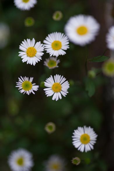 Photo taken from directly above a patch of daisies against a dark green background. All are wide open and in differing stages of maturity, and all are out-of-focus to differing degrees, apart from the one in the centre: a broad even rim of white around the central cluster of yellow florets, with just a touch of green in the middle