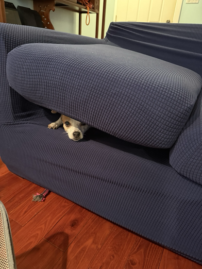 Small brown and white dog lying under the seat cushions of a couch. Refused to move when I tried to put the cushion back on.