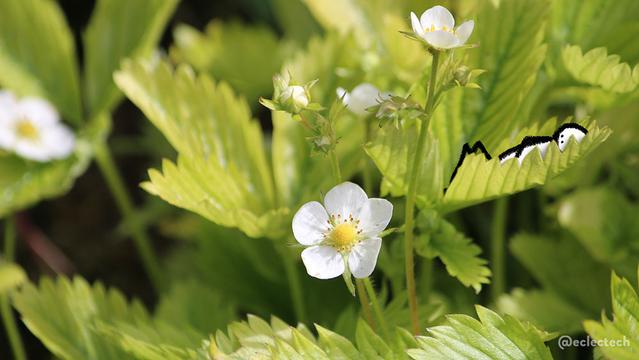 A photo of a wild strawberry plant in bright sunlight. There are many light green leaves with jagged edges, and a five petaled white flower in the centre, with more buds above. In one leaf there is a simple drawn figure, lying back and contemplating life, the universe and everything.