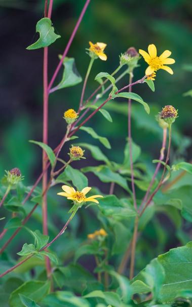 Yellow wildflowers.