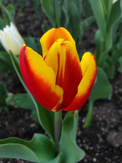 Close up of a red tulip with yellow on the inner edges of the petals