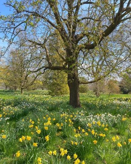 A meadow with rows of trees and full of daffodils.