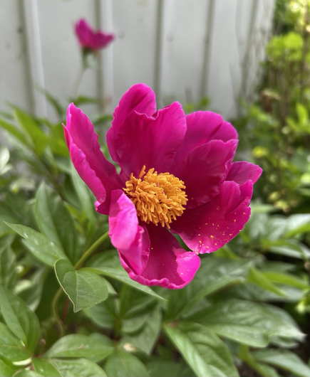 A bright magenta peony bloom with a cluster of yellow stamens in the center.