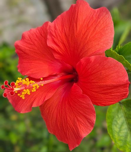 Big, bright,  red Hibiscus flower, close up, above the green stem and leaves.