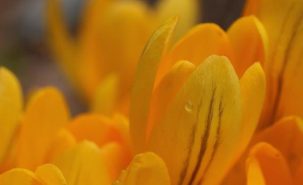 Macro photograph of bright yellow crocus flowers, almost orange, half open and seen from the side. One of them stands out and is on focus, showing three darker brown lines on the exterior of one petal, and with a single drop of water catching the light.