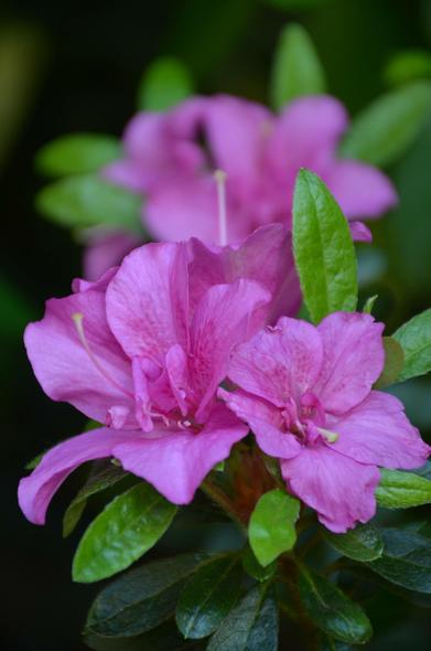 SLR photo. Description by Gemini 2.5 Pro; A close-up photograph captures vibrant pink azalea flowers in bloom. The image focuses on two prominent blossoms in the foreground, their petals displaying a rich fuchsia hue with subtle, darker pink veining. Delicate, light-colored stamens extend from the center of each flower. Surrounding the blossoms are glossy, dark green leaves. In the slightly blurred background, additional pink flowers and green foliage are visible, creating a soft, natural backdrop. The lighting is even, highlighting the texture and vivid color of the petals.