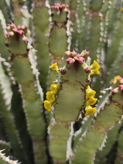 A cactus that grows in long rectangular stems, on the top of each stem are some little red star-shaped buds, and down the vertices of the rectangle are lines of 3-5 tiny yellow flowers because cactuses are weird.