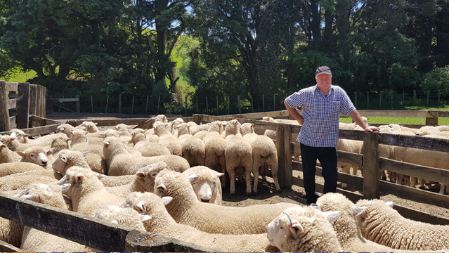New Zealand sheep and residents