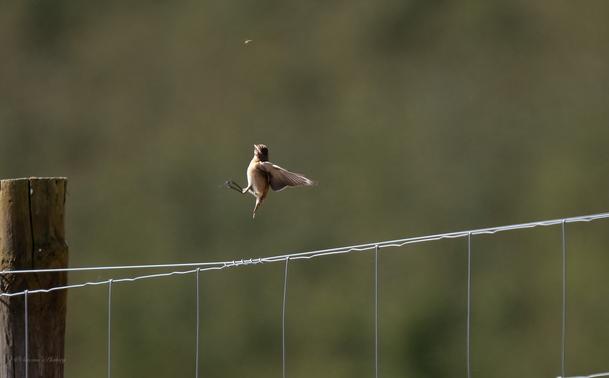 A small cream, tan and brown bird leaps up from a wire fence, wings spread, feet out, chasing a bug just above it, the fence wire runs left to right in the lower half