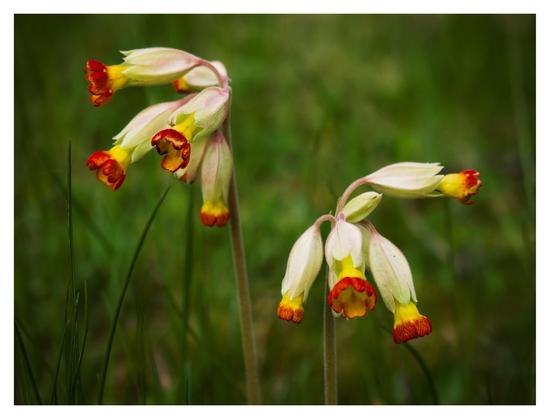 Ett par gullvivor med rött längt ut på blommorna. Bakgrunden är grönt gräs.