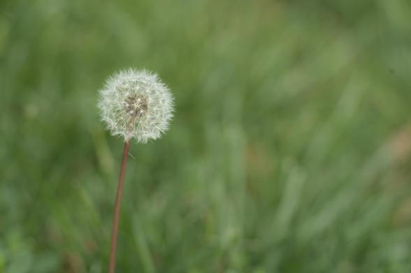 A picture of a dandelion puff standing proud and alone. Blurry green grass fills the background.