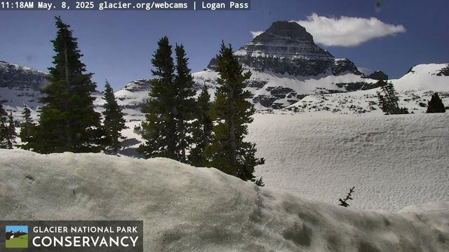 As the snow melts in the higher elevations of Glacier National Park the incredible scenery surrounding Logan Pass comes into view. This image shows that some of the trees have shed their snow load (at least temporarily) while trails heading to the meadows and mountains appear to be buried still. The eye is drawn to the blue sky above and the sparkling snow below in this view from today. Thanks to the Glacier National Park Conservancy and the National Park Service for providing these beautiful images.