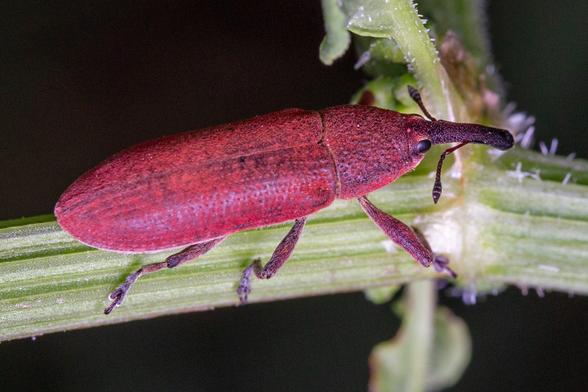 Red weevil