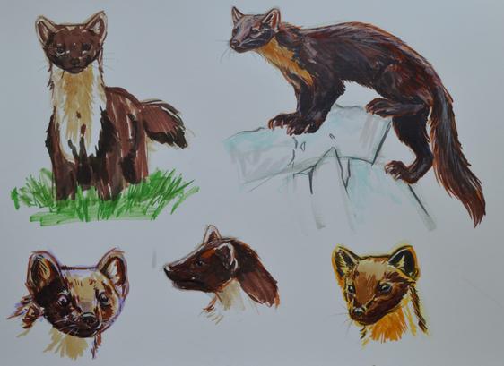Five studies of a pine marten. At the top are two full bodies and at the bottom three head shots. Drawn with alcohol marker.