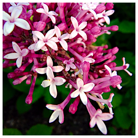 The image features a close-up view of a cluster of flowers with a vibrant pink and white color scheme. The flowers have a star-like shape with five petals each, and they are attached to slender, pinkish stems. The petals are predominantly white with a soft pink hue near the base, creating a delicate contrast. Some buds are visible, indicating that the flowers are in various stages of blooming. The background is blurred, with hints of green foliage, which helps to emphasize the flowers in the foreground. The overall composition highlights the intricate details and the natural beauty of the flowers.

Provided by @altbot, generated privately and locally using Ovis2-8B