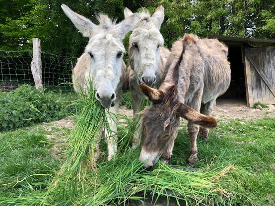 Les Poilu.e.s devant la bassine remplie d'herbes vertes géantes