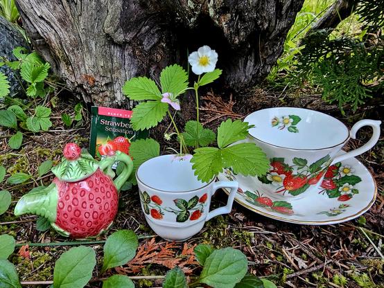 Outdoor tea tableau nestled in blooming strawberry plants. The vintage china has a strawberry motif and the teapot is shaped like a strawberry. The tea is Strawberry Sensation black tea from Ahmad.