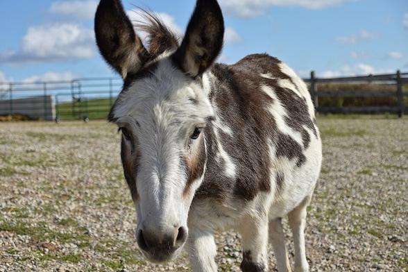 A donkey with dark brown on white markings in a field  looks towards but not at the camera