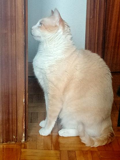 Same picture but he's now staring to the left of the camera, where there's a corridor that leads to the living room, where my mum is